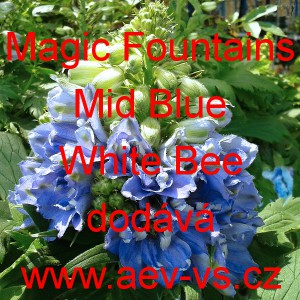 Ostrožka vyvýšená Magic Fountains Mid Blue White Bee