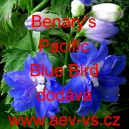 Ostrožka stračka Benary's Pacific Blue Bird