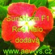 Barvínek růžový SunStorm F1 Red Halo