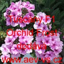 Sporýš zahradní, zkřížený Tuscany F1 Orchid Frost