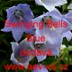 Zvonek lžičníkolistý (maličký) Swinging Bells Blue