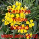 Trýzel zvrhlý, zkřížený Canaries Yellow