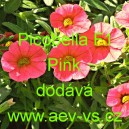 Petúnie drobnokvětá Picobella F1 Pink