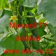 Okurka setá salátová hybridní "hadovka" do skleníku Maxwell F1