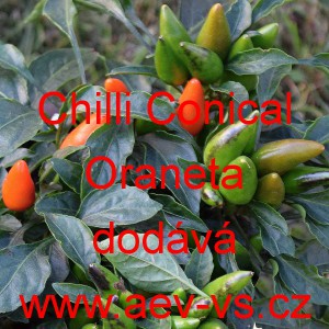 Paprika čilí pálivá Chilli Conical Oraneta