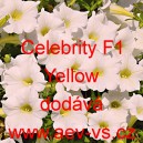 Petúnie mnohokvětá Celebrity F1 Yellow