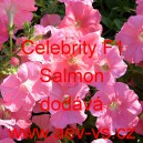 Petúnie mnohokvětá Celebrity F1 Salmon