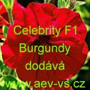 Petúnie mnohokvětá Celebrity F1 Burgundy