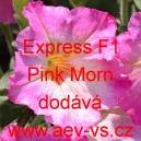Petúnie velkokvětá Express F1 Pink Morn
