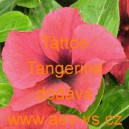 Barvínek růžový Tattoo Tangerine
