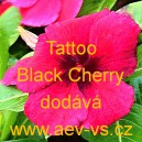 Barvínek růžový Tatto Black Cherry