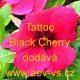 Barvínek růžový Tattoo Black Cherry