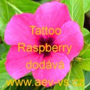 Barvínek růžový Tattoo Raspberry