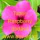 Barvínek růžový Tattoo Raspberry