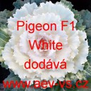 Okrasné zelí, brukev zelná Pigeon F1 White