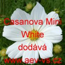 Krásenka zpeřená Casanova Mini White