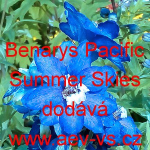 Ostrožka stračka Benary's Pacific Summer Skies
