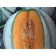 Meloun cukrový hybridní Temar F1 (typ cantaloupe)