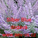 Petrovskie lebedolistá Silber Blue