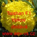 Aksamitník vzpřímený Taishan F1 Yellow