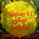 Aksamitník vzpřímený Taishan F1 Yellow