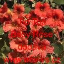 Lichořeřišnice menší, peruánská Tip Top Baby Rose
