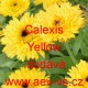 Měsíček lékařský Calexis Yellow