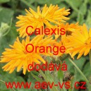 Měsíček lékařský Calexis Orange