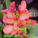 Dosna zahradní (kanna) Red Shades F1 Green Leaf