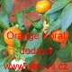 Paprika roční zeleninová pálivá kulatá Orange Koral