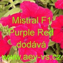 Petúnie zkřížená velkokvětá Mistral F1 Purple Red