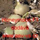 Cibule jarní kuchyňská hybridní Honeymoon F1