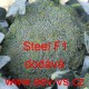 Brokolice hybridní Steel F1
