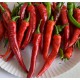Paprika roční zeleninová hybridní pálivá Sahem F1