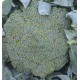 Brokolice hybridní Gongga F1
