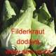 Zelí hlávkové bílé špičaté Filderkraut
