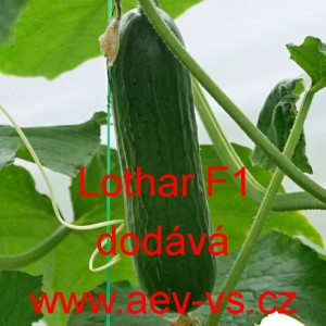 Okurka setá salátová hybridní "hadovka" do skleníku Lothar F1