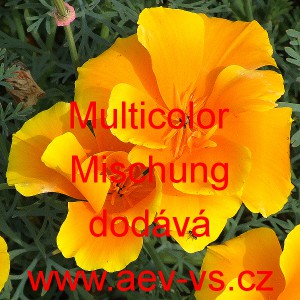 Sluncovka kalifornská, kalifornský mák Multicolor Mischung