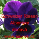 Maceška zahradní Schweizer Riesen Alpensee