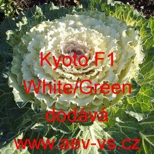 Okrasné zelí, brukev zelná Kyoto F1 White/Green Smooth Leaf