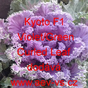 Okrasné zelí, brukev zelná Kyoto F1 Violet/Green Curled Leaf