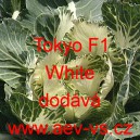 Okrasné zelí, brukev zelná Tokyo F1 White