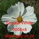 Krásenka zpeřená Sonata White