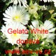 Kosmatec sedmikráskovitý Gelato White