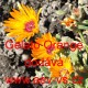 Kosmatec sedmikráskovitý Gelato Orange