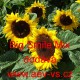 Slunečnice roční Big Smile Mix
