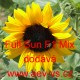 Slunečnice roční Full Sun F1 Mix