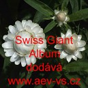 Smil listenatý, slaměnka Swiss Giant Album