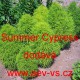 Bytel metlatý, metlovitý, cypřišek letní Summer Cypress