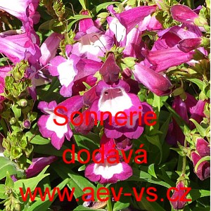 Dračík velkokvětý, penstemon zkřížený Sonnerie